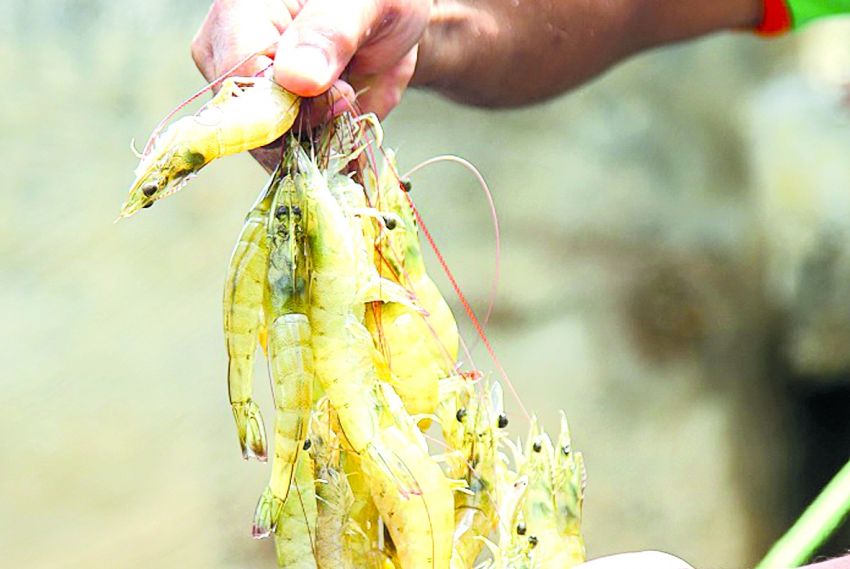 Expopesca movimenta cadeia do pescado no Nordeste