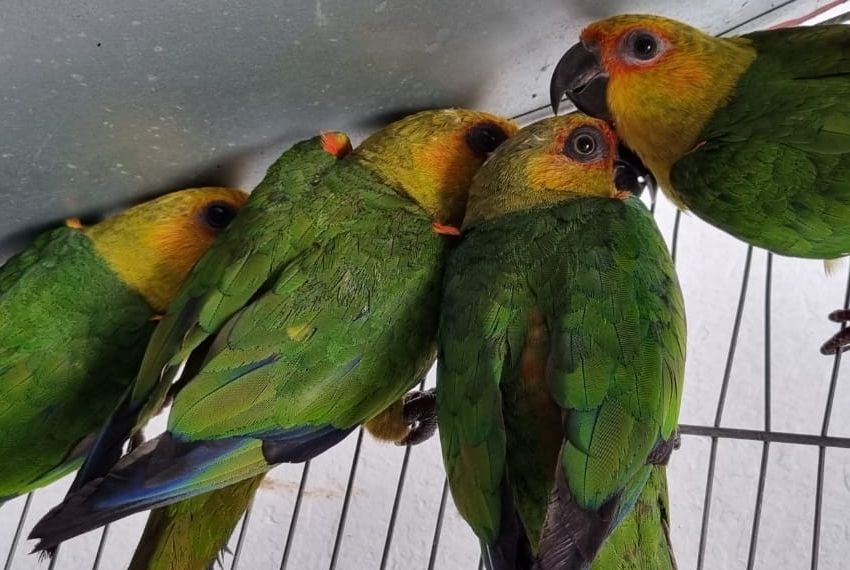 Em investigação sobre morte de cachorro, PC apreende armas e munições