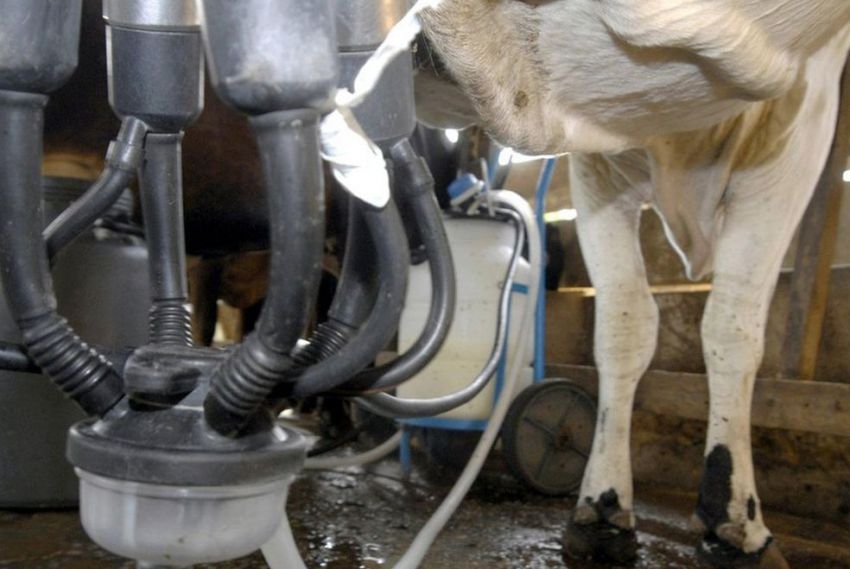 Em SE, produção de leite e ovos apresenta crescimento