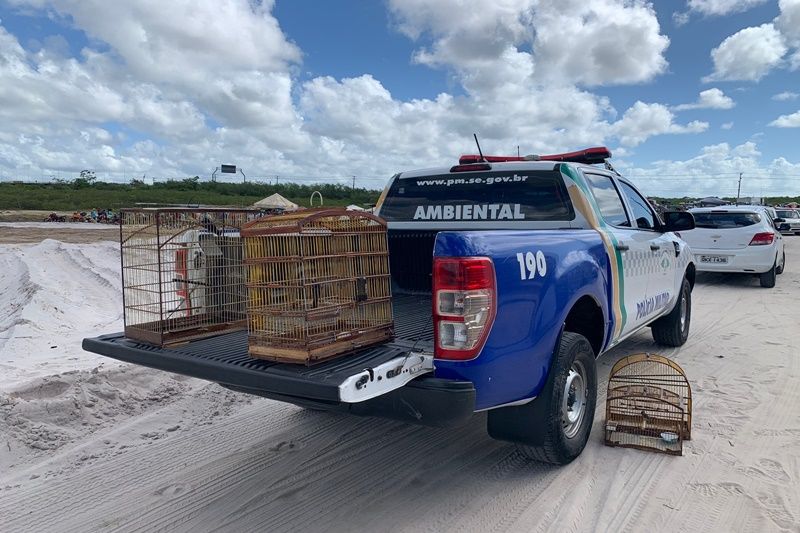 Polícia Militar flagra comércio ilegal de aves silvestres em Aracaju