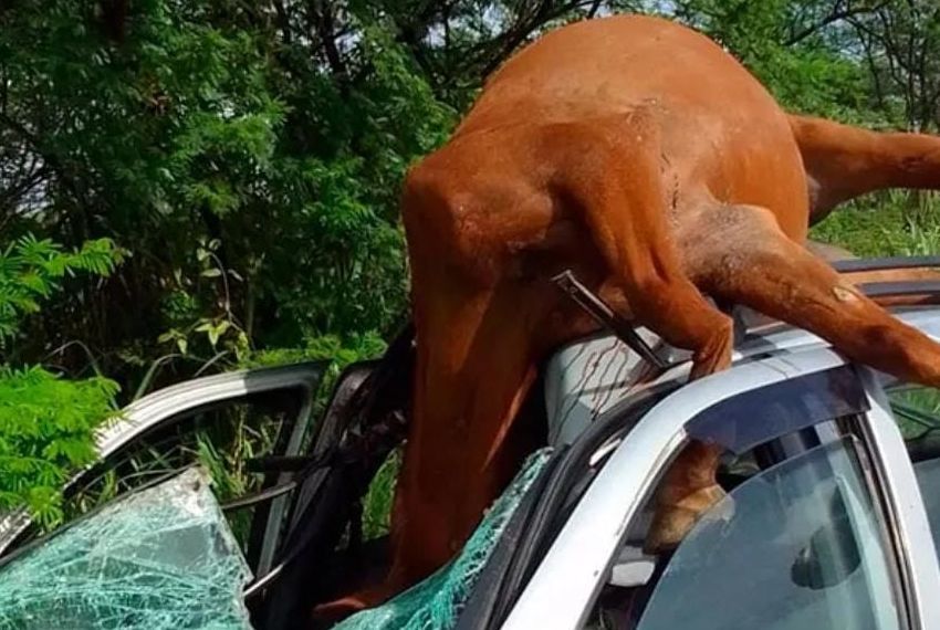 Animal na pista causa acidente na rodovia SE-270