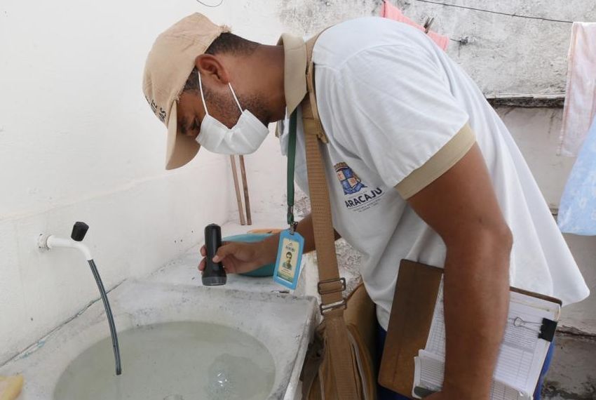 Aedes aegypti: quatro bairros de Aracaju estão com alto risco de infestação