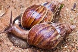 Saúde alerta sobre incidência de casos de esquistossomose