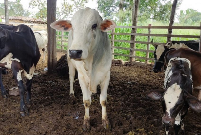 Campanha de vacinação contra a febre aftosa entra na reta final em Sergipe