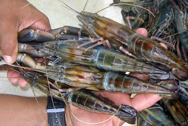 Camarão-pitu está em risco de extinção em SE