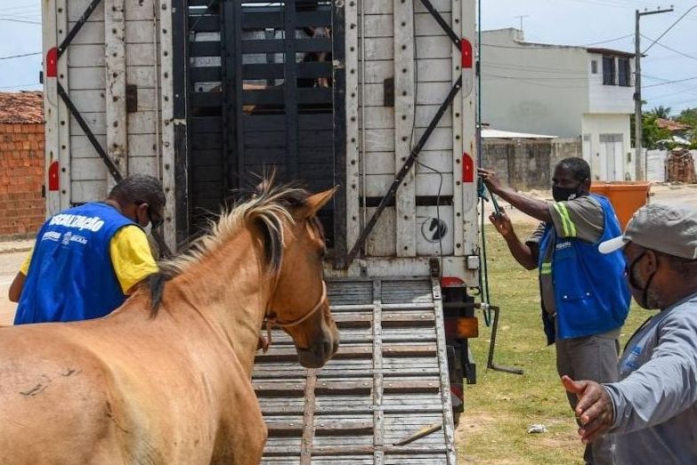 Mais de 40 animais resgatados em áreas públicas de Aracaju