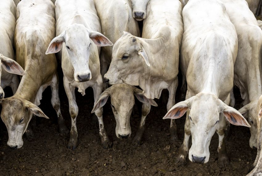 Pecuaristas comemoram a erradicação da febre aftosa em Sergipe
