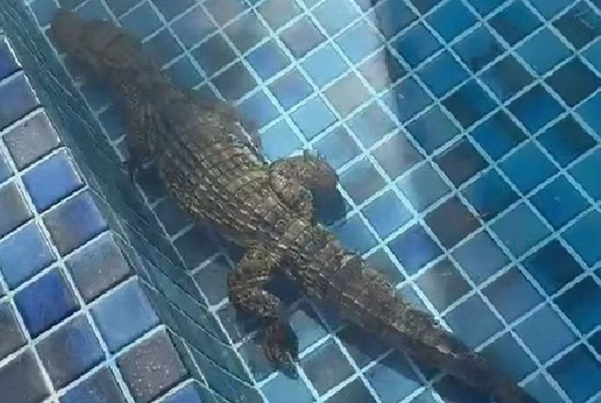Jacaré é encontrado na piscina de um condomínio em Aracaju