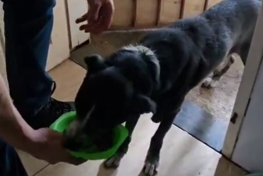 Cachorro em situação de abandono é resgatado em Nossa Senhora do Socorro