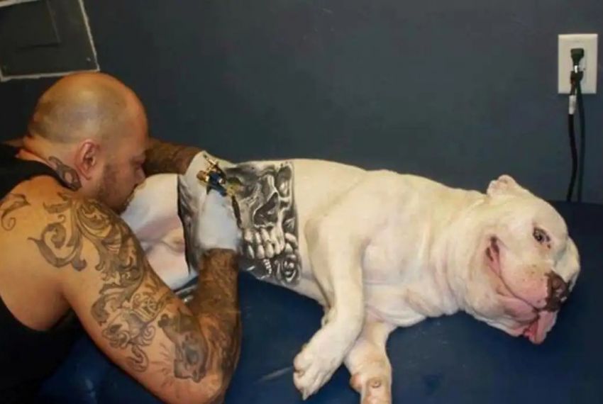 Governo sanciona lei que proíbe tatuagens e piercings em cães e gatos