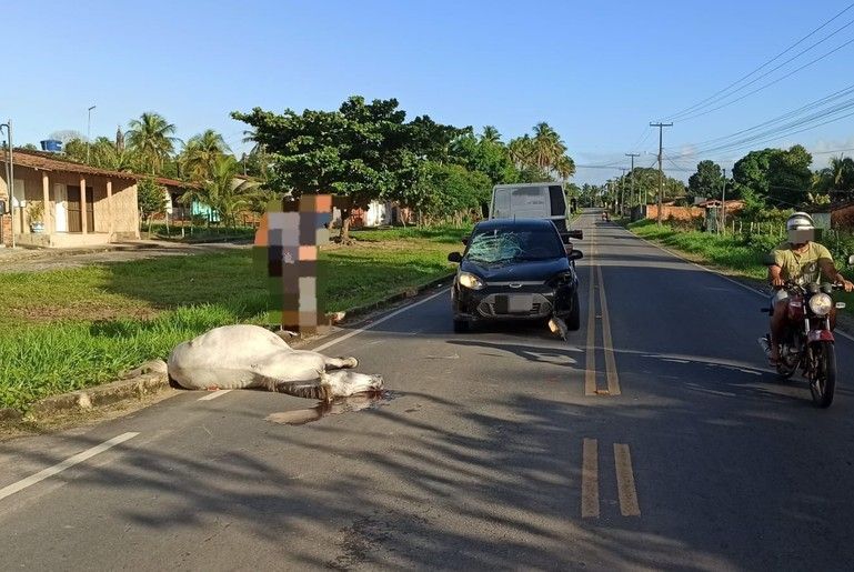 Mulher fica ferida após carro atropelar cavalo na SE-265
