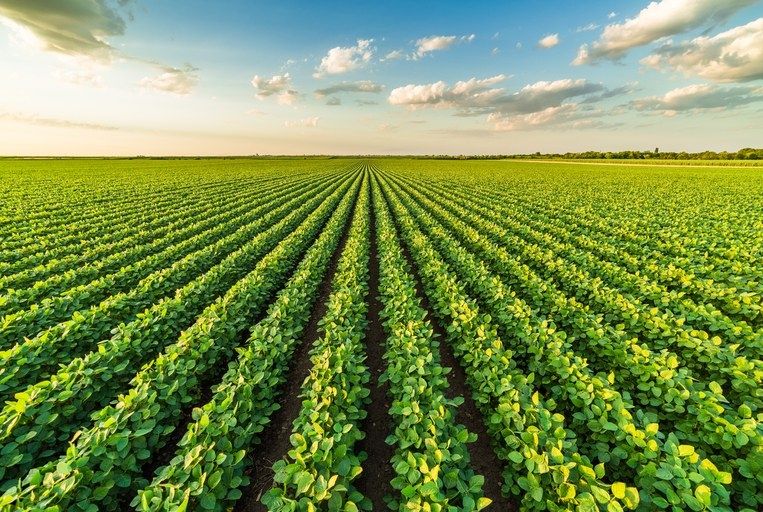 Banese investe R$ 279 milhões na agropecuária sergipana