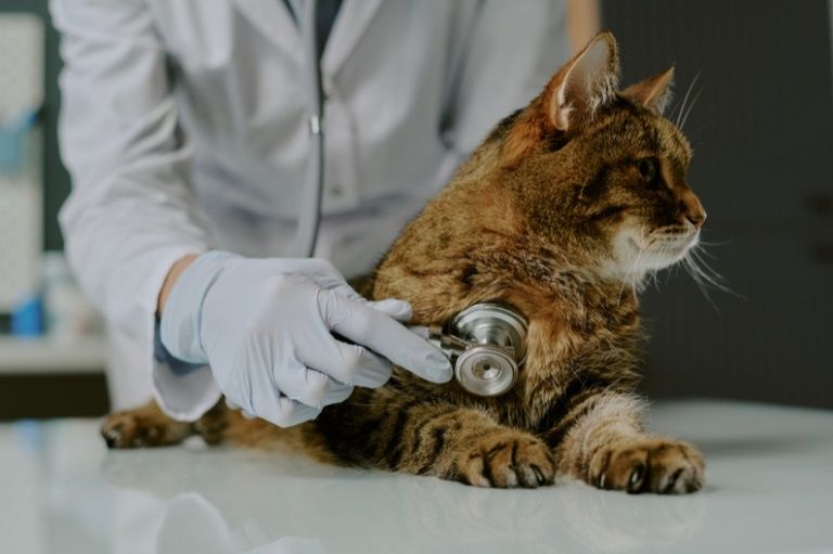 MPF recomenda atualização do curso de veterinária da UFS