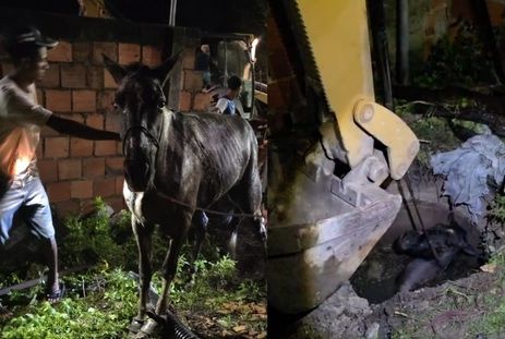 Égua é resgatada de fossa em povoado de Muribeca
