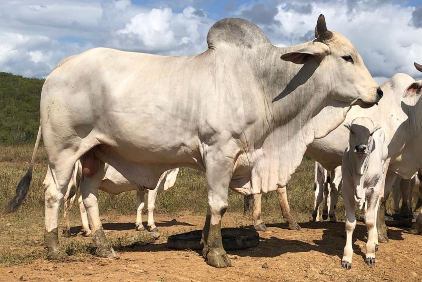 BNB aplica R$ 46 milhões em produções agroecológicas em Sergipe