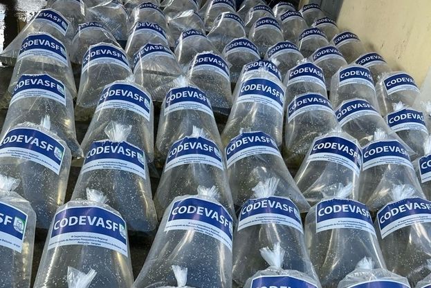 Piscicultura familiar ganha reforço com distribuição de alevinos