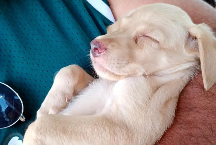 Campanha de adoção animal acontece neste sábado