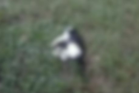 Morte de gatos no campus da UFS gera investigação e preocupação