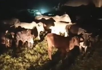 Polícia recupera 14 cabeças de gado furtadas em Aquidabã